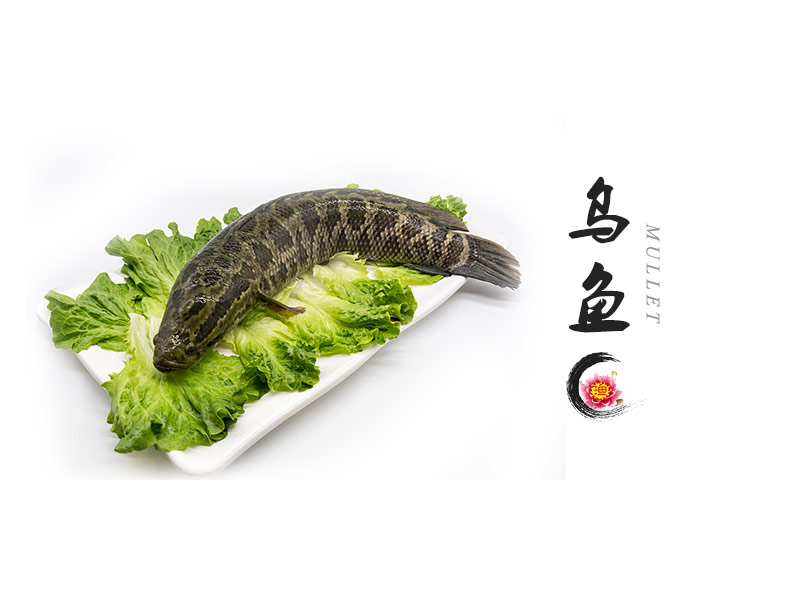 烏魚